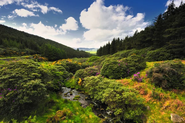 Lato Górach Knockmealdown Tipperary Irlandia — Zdjęcie stockowe