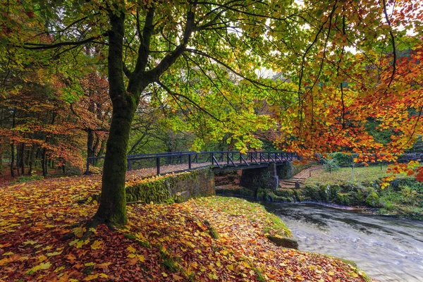 Colores Otoño Colligan Woods Dungarvan Waterford —  Fotos de Stock