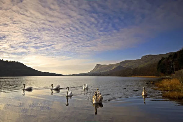 Lough Key, Roscommon, İrlanda'da adada inşa edilmiş antik kale
