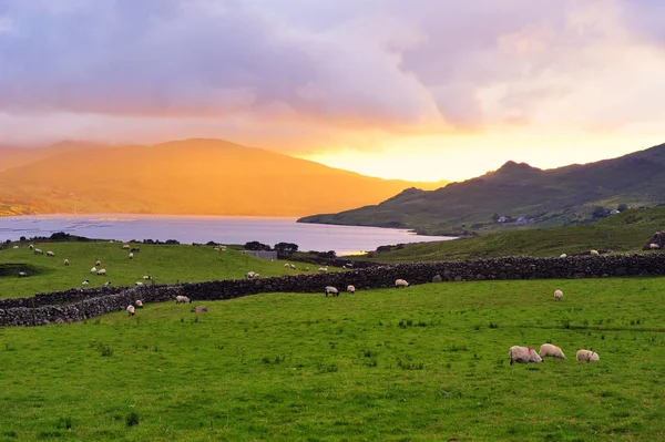 Kilátással Birkák Legelő Killary Harbour Connemara Szíve Nyugat Írországban — Stock Fotó