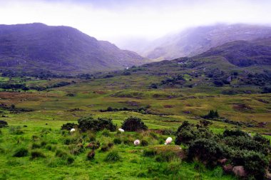 Kerry Dağları arka plan üzerinde otlayan koyun