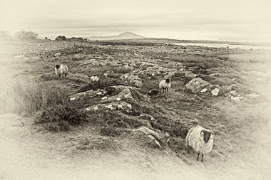 Connemara, Co.Galway, İrlanda'da koyun otlatma