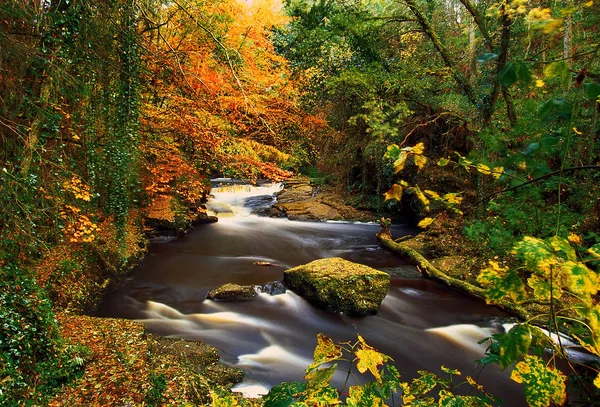 ใบไม วงใน Clare Glens Tipperary ไอร แลนด — ภาพถ่ายสต็อก