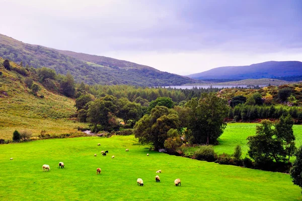 koyun otlatma ile huzurlu manzara, Co.Kerry, İrlanda 