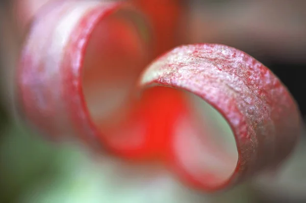 背景として花びらをクローズアップ — ストック写真