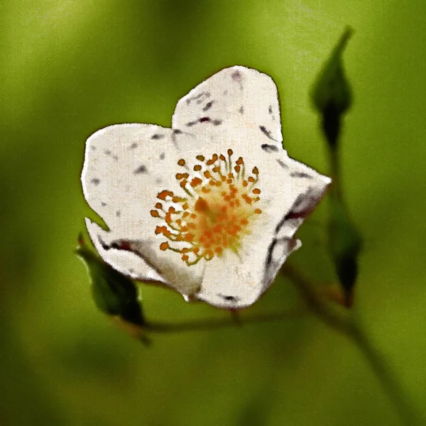 Zbliżenie Kwiatów Malarstwo Cyfrowe — Zdjęcie stockowe