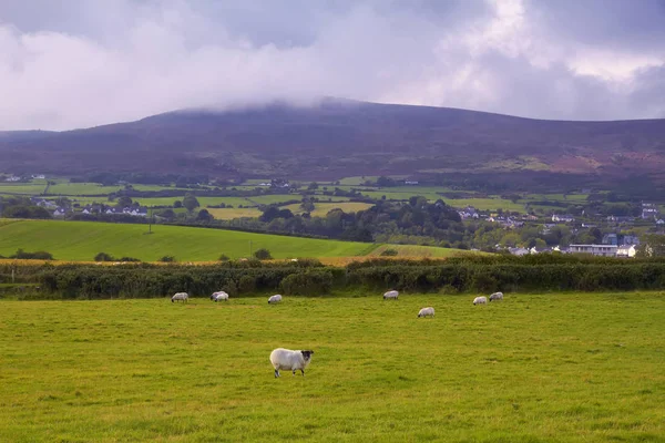 Cooley dağları yakınlarında otlayan koyun ların görünümü, Co.Louth, İrlanda