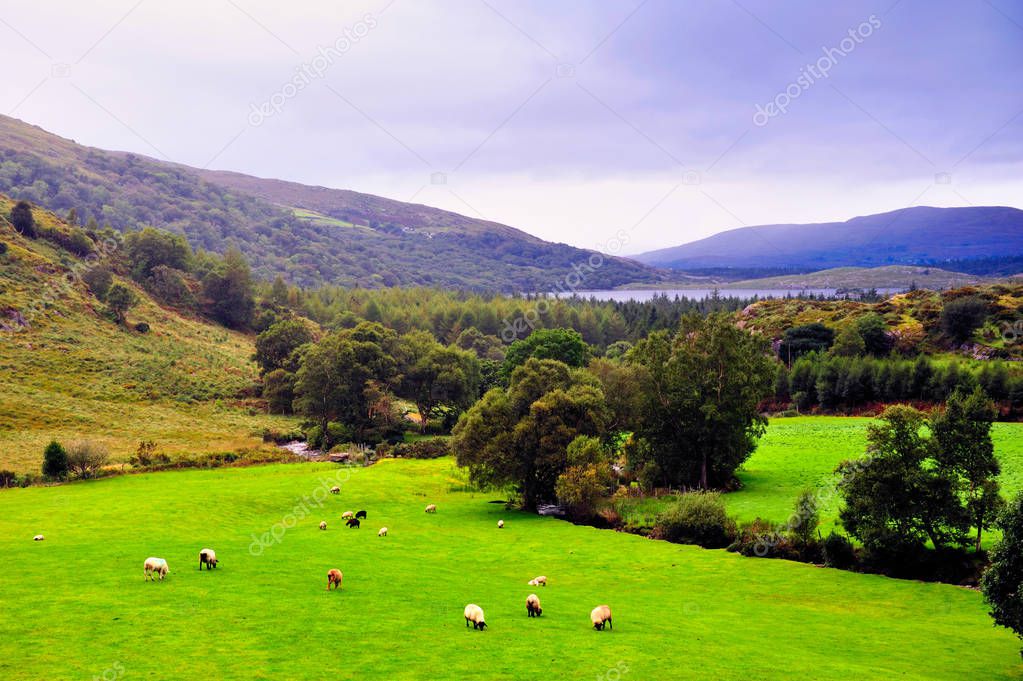 peaceful landscape with sheeps grazing, Co.Kerry, Ireland 