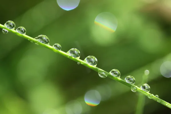 Tautropfen Auf Einem Gras lizenzfreie Stockbilder