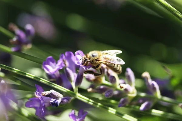 Honey Bee Lavendel Bloem Honey Bee Verzamelt Pollen Honey Bee — Stockfoto