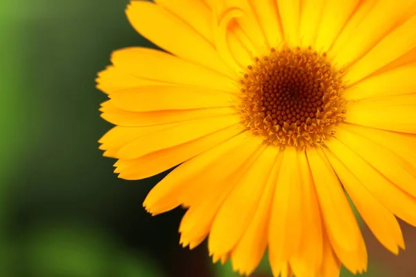 Marigold Calendula Officinalis Zeleném Pozadí — Stock fotografie