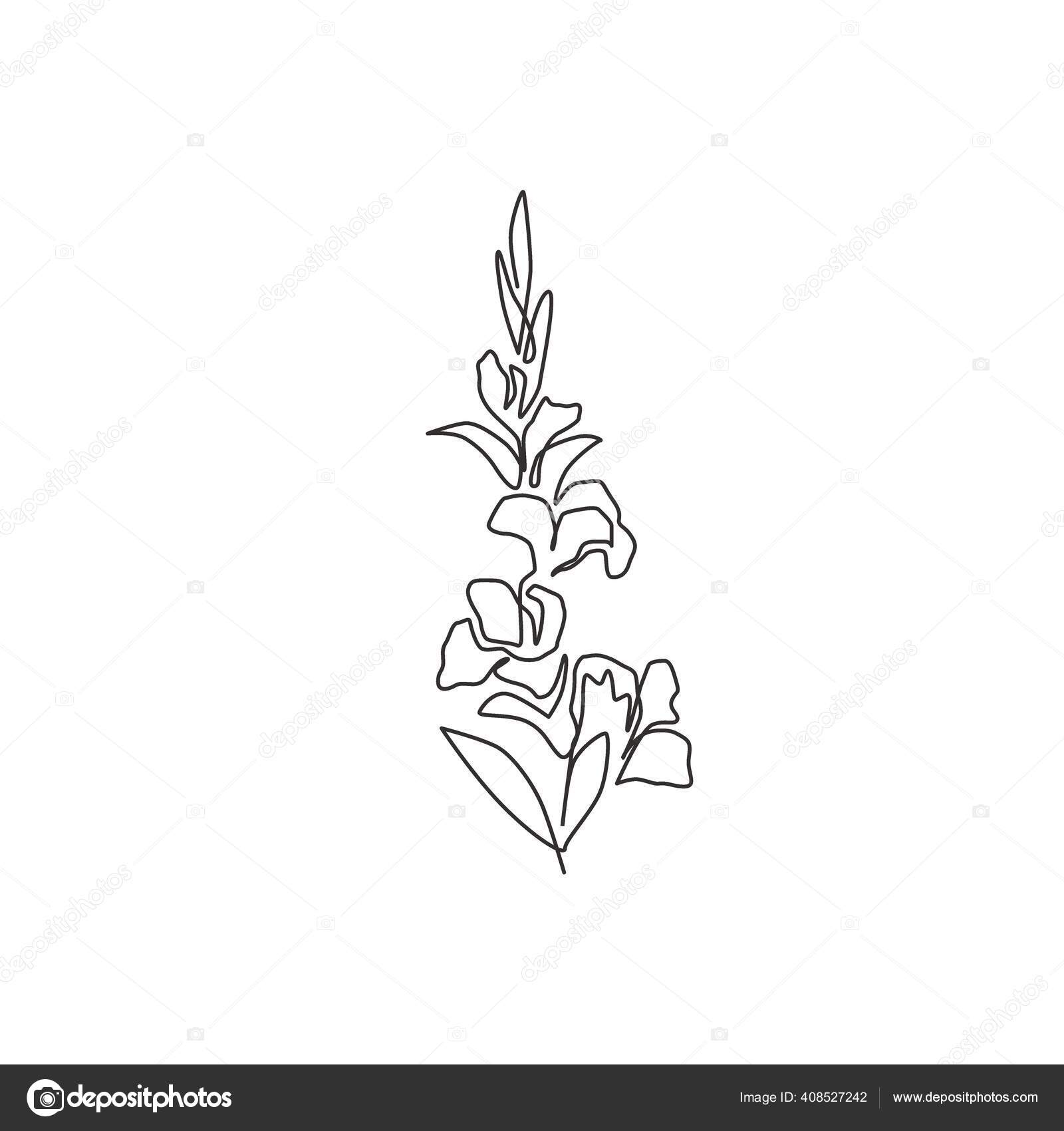 how to draw gladiolus