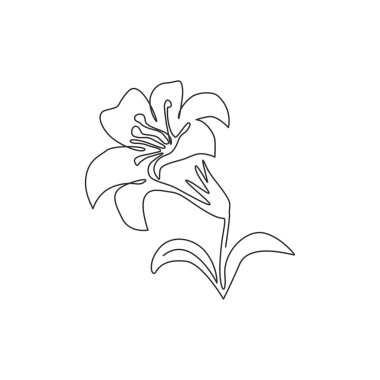 Ev dekorasyonu sanatı için aralıksız tek bir güzellik çizimi taze lityum. Basılabilir poster dekoratif gerçek zambak çiçek konsepti. Modern bir çizim çizimi grafik vektör çizimi