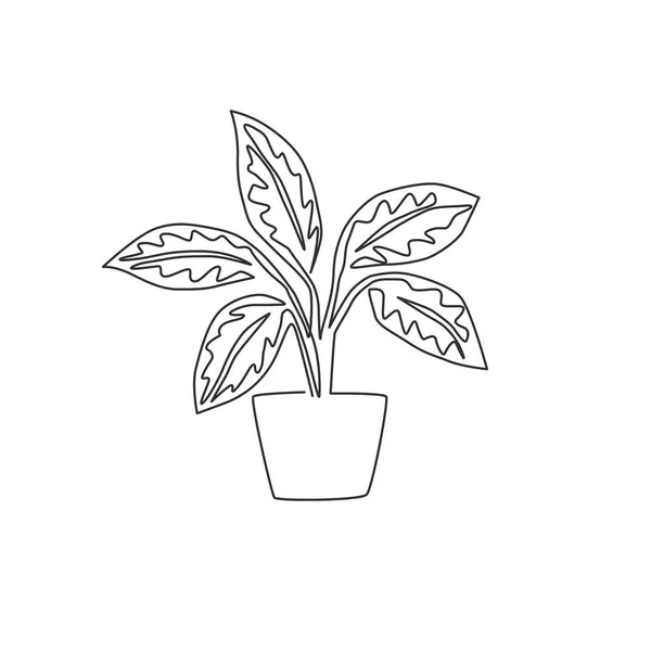 One Single Line Drawing Cute Potted Tropical Leaf Aglaonema Plant — Stock Vector