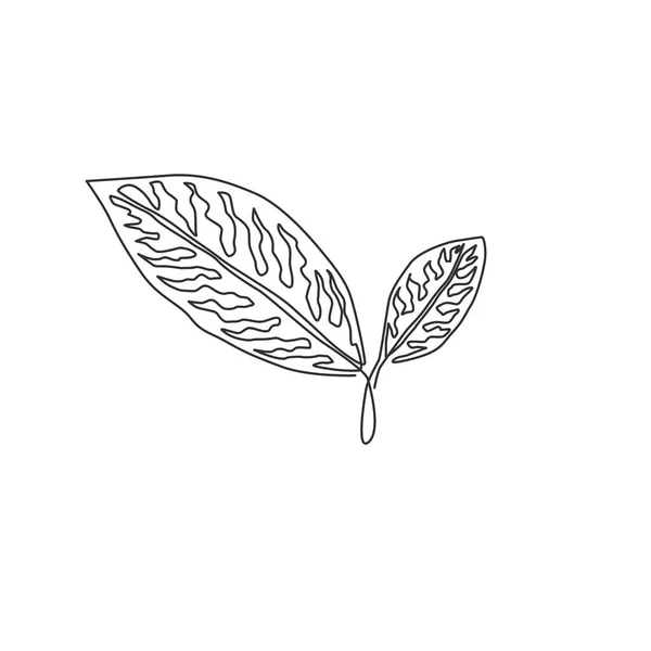 Een Continue Lijn Tekening Van Schattige Tropische Bladeren Aglaonema Plant — Stockvector