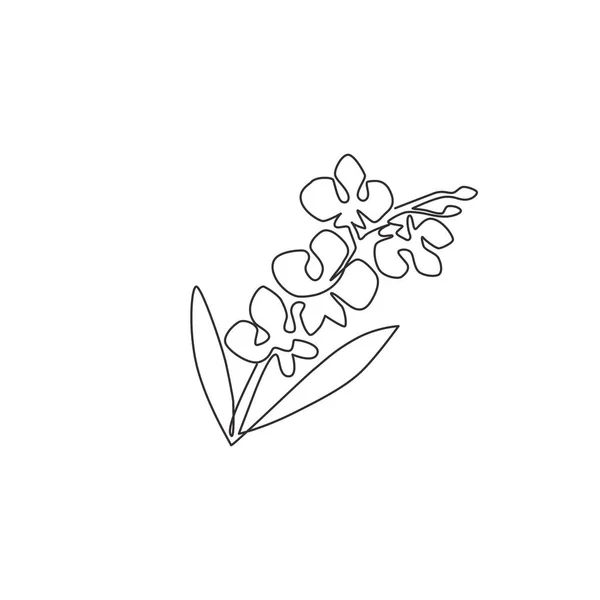 Enda Kontinuerlig Ritning Skönhet Färsk Gladiolus Tryckbar Dekorativ Affisch Svärd — Stock vektor