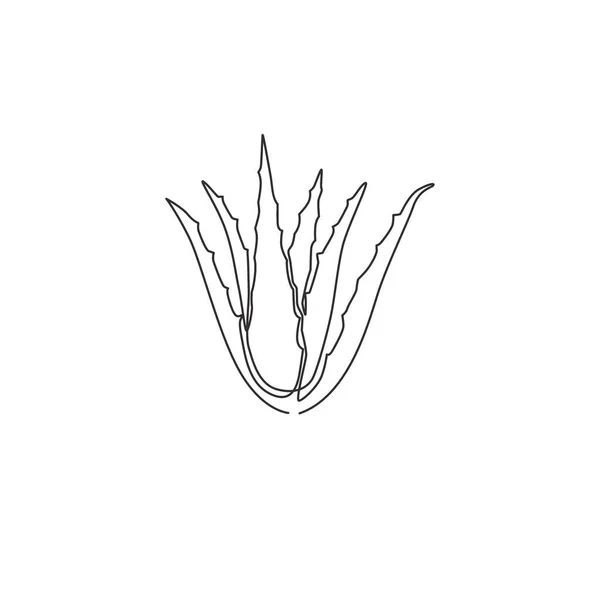 Single continuous line drawing of healthy organic green aloe vera for farm logo identity. Fresh tropical succulent plant concept for agricultural icon. Modern one line draw design vector illustration — Stock Illustration Single Continuous Line Drawing Healthy Organic Green Aloe Vera Farm Stock Vector