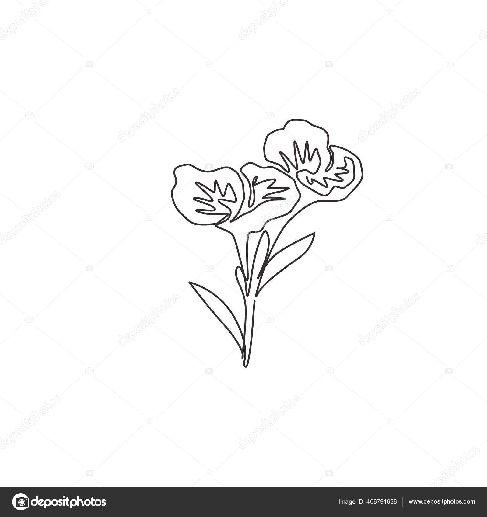 Cannaceae Vector Grafico Vectorial Imagenes De Cannaceae Vectoriales De Stock Depositphotos