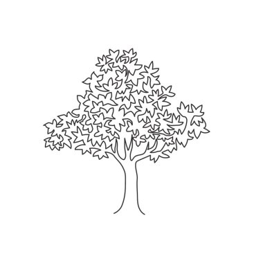 Ev dekorasyonu için tek sıra halinde büyük egzotik aser psödoplatanus ağacı çiziyor. Ulusal park logosu için dekoratif akçaağaç bitkisi. Devamlı çizgi çizimi tasarım vektörü illüstrasyonu