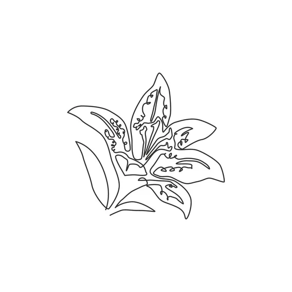 Una Sola Línea Dibujo Belleza Lilium Fresco Para Decoración Pared — Vector de stock