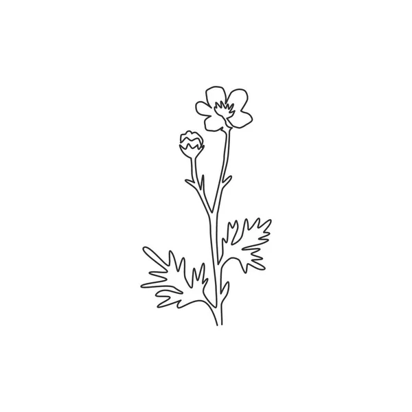Jeden Ciągły Rysunek Linii Piękno Świeże Ranunculus Dekoracji Wnętrz Plakat — Wektor stockowy