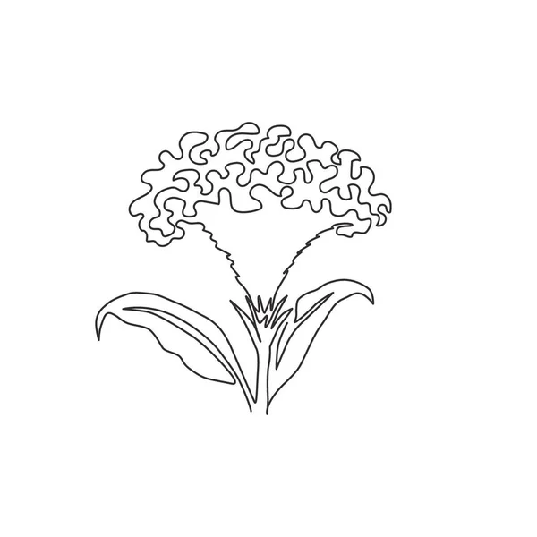Eine Durchgehende Linie Zeichnet Schönheit Frisch Gehirn Celosia Für Garten — Stockvektor