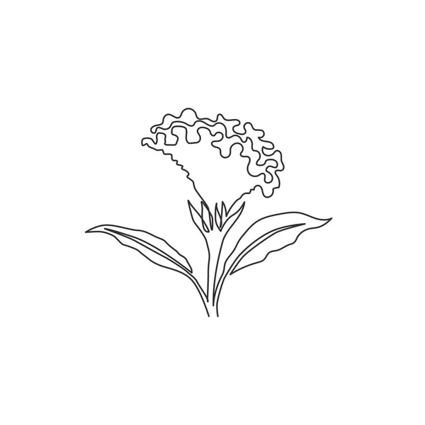 Один Непрерывный Рисунок Линии Красоты Свежий Мозг Celosia Домашнего Декора — стоковый вектор