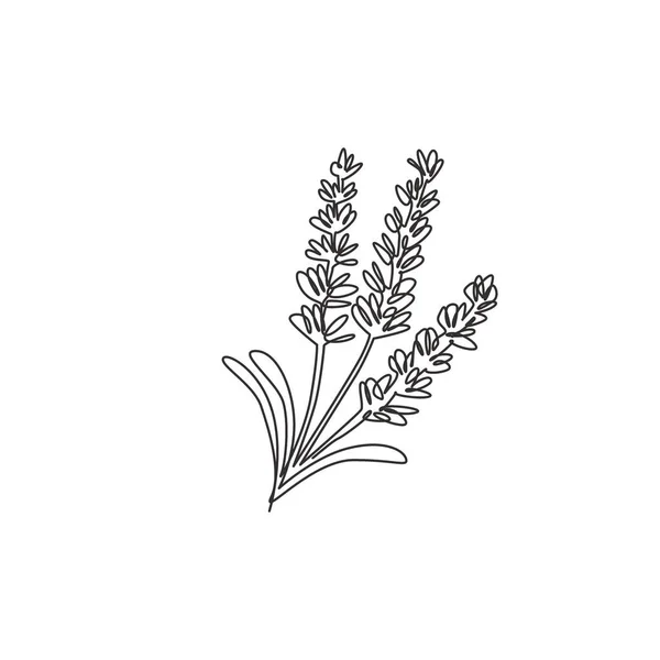 ガーデンロゴのための美しさ新鮮なラバンドラのシングル連続線画 ホームウォール装飾アートポスター印刷のための印刷可能な装飾ラベンダーの花 モダンな1行の図面ベクトルのイラスト — ストックベクタ