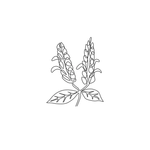 Singel Rad Teckning Skönhet Färsk Pachystachys Lutea För Trädgård Logotyp — Stock vektor