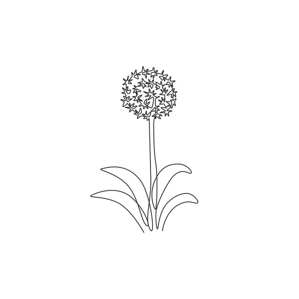 Egyetlen Soros Rajz Szépség Friss Allium Giganteum Kerti Logó Dekoratív — Stock Vector