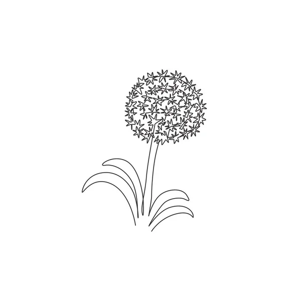 Einzelne Kontinuierliche Linie Zeichnung Schönheit Frisch Allium Giganteum Für Wohnkultur — Stockvektor
