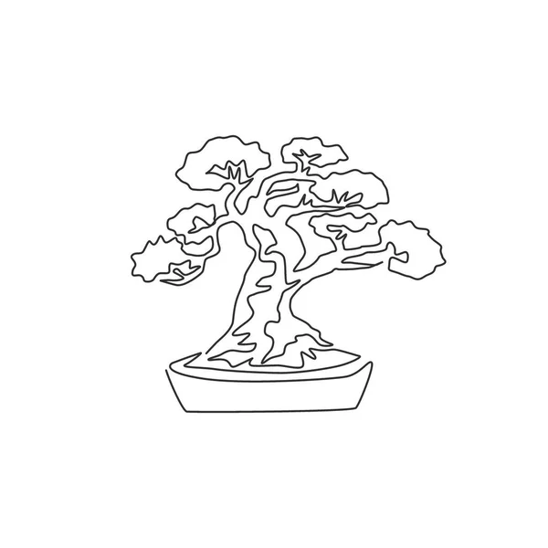 Egy Folyamatos Vonalrajz Régi Szépségről Egzotikus Miniatűr Bonsai Fáról Dekoratív — Stock Vector