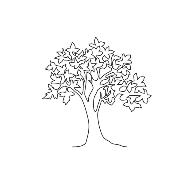 Einzelne Kontinuierliche Linienzeichnung Von Großer Schönheit Exotischen Ahornbaum Für Home — Stockvektor