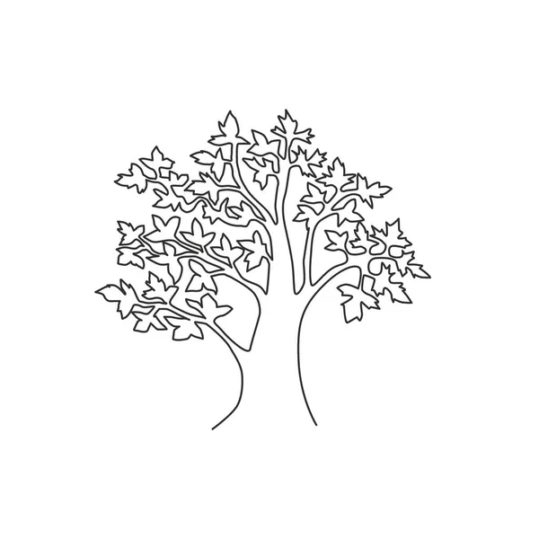 Eine Durchgehende Linienzeichnung Von Großer Schönheit Und Exotischem Ahornbaum Dekoratives — Stockvektor
