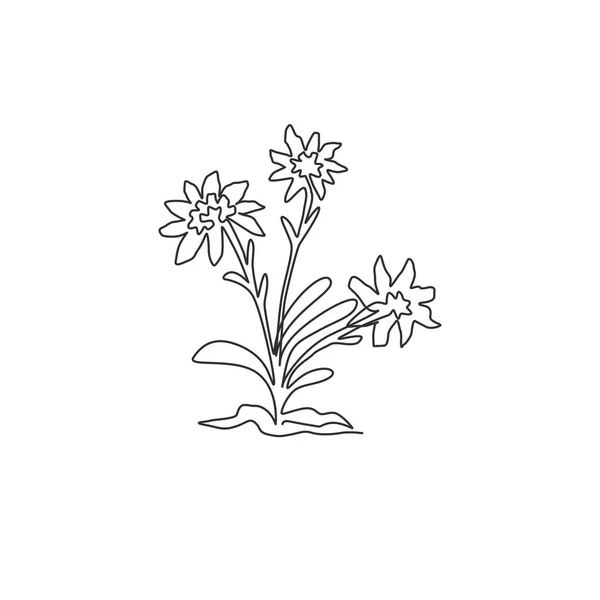 一本の連続線画の美しさとエキゾチックな山のエーデルワイスの花 家の壁の装飾アートポスターの印刷のための装飾レオノトピウム植物 現代的な1行の描画ベクトルグラフィックイラスト — ストックベクタ
