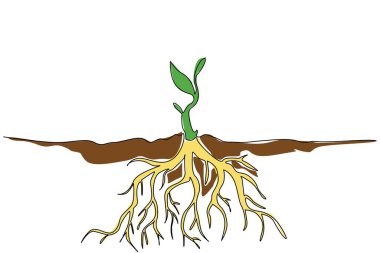 Tek sıra halinde, yer altında kalın kökleri olan bitkiler filizlenir. Güçlü bitki adayları dünyadaki yaşamı destekliyor. Çevre. Uluslararası Bitki Sağlığı Günü. Bir çizgi tasarımı vektör illüstrasyonu