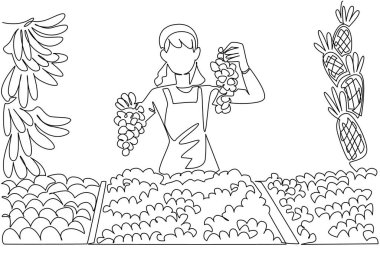 Tezgahında üzüm satan bir kadının sürekli çizdiği tek sıra. Her bir üzüm türünün avantajlarını açıklıyordu. Ulusal Küçük İş Günü. Bir çizgi tasarımı vektör illüstrasyonu