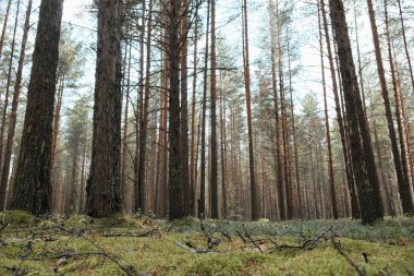 çam ormanı, güneş alt görünümü parlıyor
