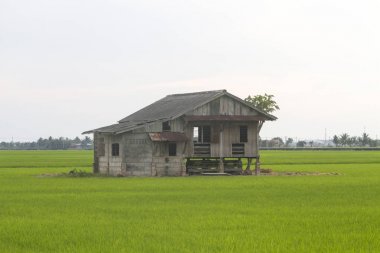 Yeşil alanda terk edilmiş eski baraka