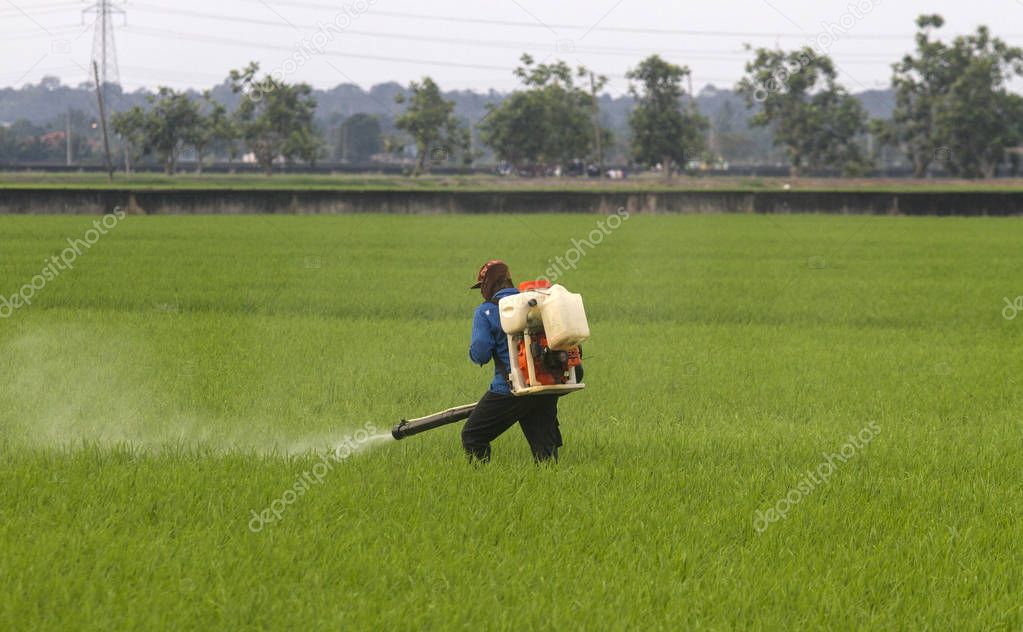 Male worker fertilizing green meadow