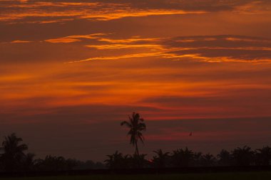 Tropikal orman üzerinde güzel parlak gün batımı