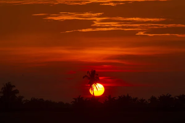 熱帯林の上の美しい明るい夕日 — ストック写真