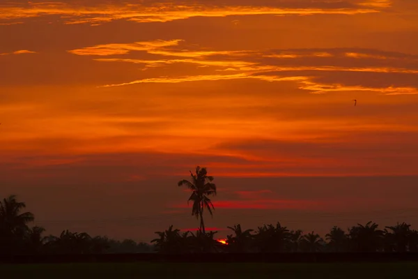热带森林上美丽的明日日落 — 图库照片