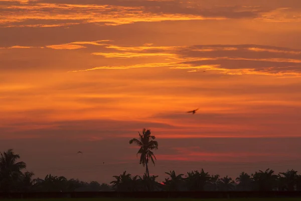 Schöner Heller Sonnenuntergang Über Tropischem Wald — Stockfoto