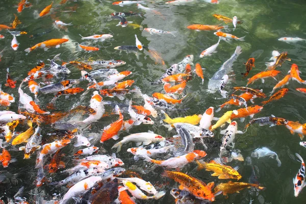 池で泳ぐカラフルな空想鯉の魚 — ストック写真