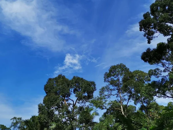 Árvores Verdes Frescas Com Céu Azul Claro Fundo — Fotografia de Stock