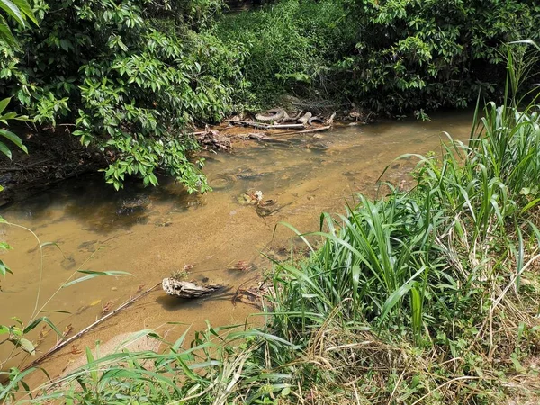 Verão Canas Rio Estepe — Fotografia de Stock