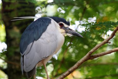 Doğal ortamda güzel bir kuş.