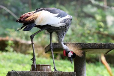 Yeşil doğal arka plan üzerinde gri taçlı vinç portresi