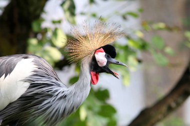 Yeşil doğal arka plan üzerinde gri taçlı vinç portresi
